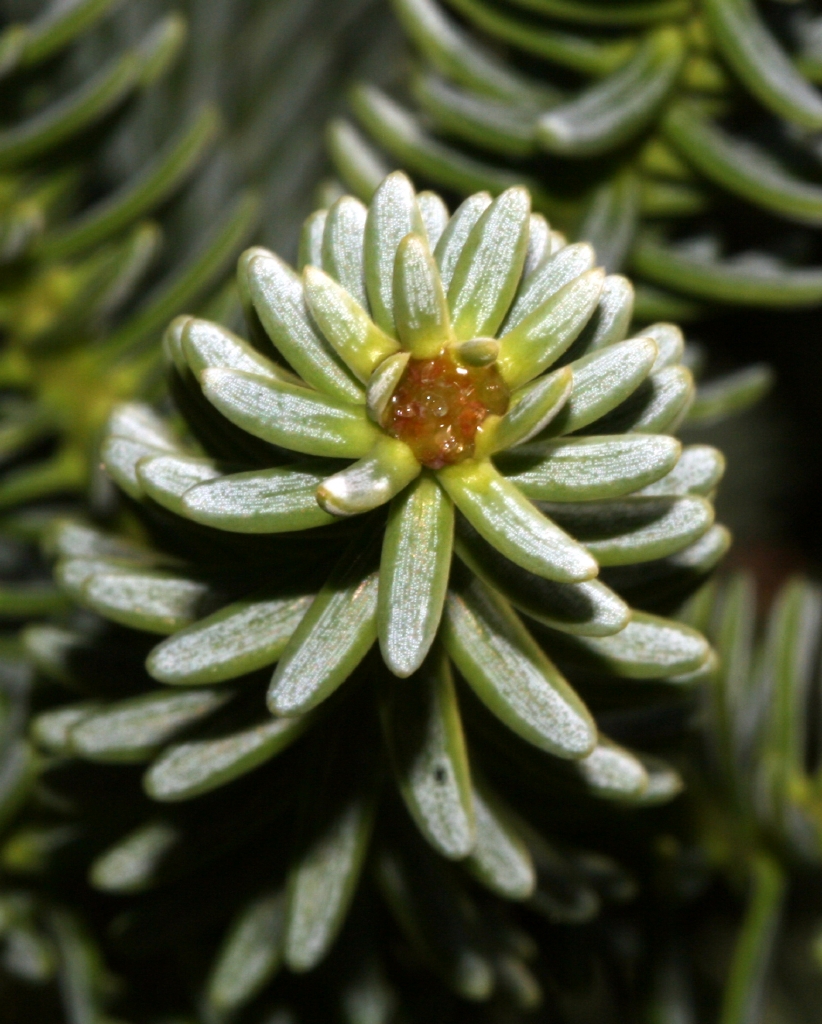IMG 7625 Pinsapo